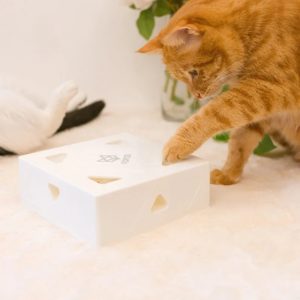 Jeu chat attrape souris plume