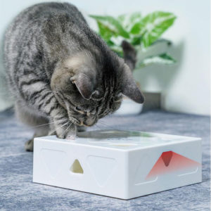 Chat gris joue jeu attrape souris